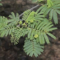 Albizia amara (Roxb.) Boivin